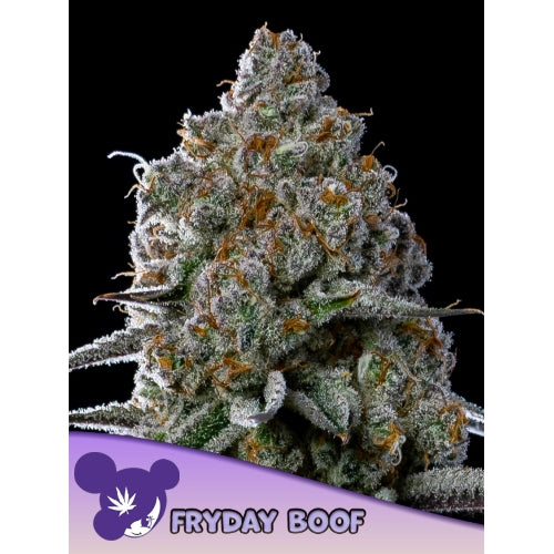 ANESIA SEEDS - FRIDAY BOOF FEM - 10 SEEDS