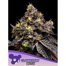 ANESIA SEEDS - GLOWBERRY RUSH FEM - 3 SEEDS