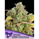 ANESIA SEEDS - HONEY FRIED BANANAS FEM - 10 SEEDS