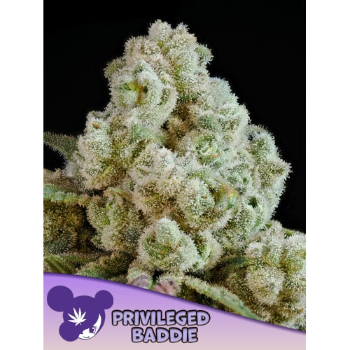 ANESIA SEEDS - PRIVILEGED BADDIE FEM - 3 SEEDS