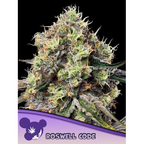 ANESIA SEEDS - ROSWELL CODE FEM - 3 SEEDS