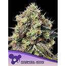 ANESIA SEEDS - ROSWELL CODE FEM - 5 SEEDS