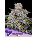 ANESIA SEEDS - CHAOS CAKE AUTO - 5 SEEDS