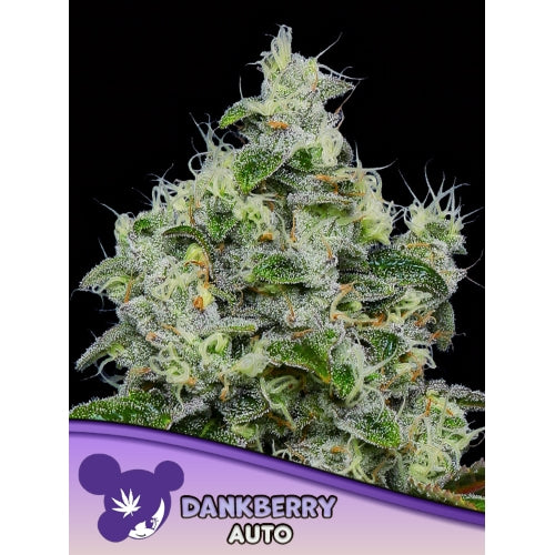 ANESIA SEEDS - DANKBERRY AUTO - 10 SEEDS