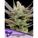 ANESIA SEEDS - GLOWBERRY RUSH AUTO - 3 SEEDS