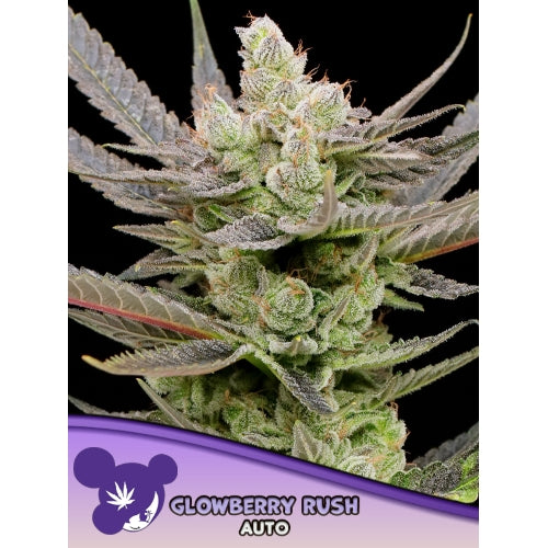 ANESIA SEEDS - GLOWBERRY RUSH AUTO - 5 SEEDS