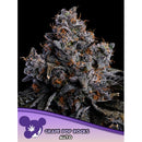ANESIA SEEDS -  GRAPE POP ROCKS AUTO - 10 SEEDS