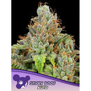 ANESIA SEEDS -  STICKY BOOF AUTO - 5 SEEDS