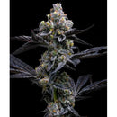 BARNEY'S FARM - GARLIC COOKIES FEM - 10 SEEDS