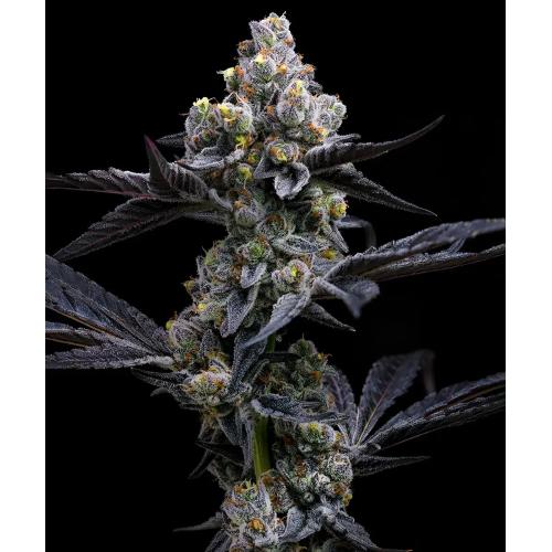 BARNEY'S FARM - GARLIC COOKIES FEM - 3 SEEDS