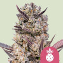 ROYAL QUEEN SEEDS - TROPICANA COOKIES PURPLE FEM - 5 SEED
