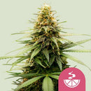 ROYAL QUEEN SEEDS - LEMON SKUNK FEM - 5 SEED