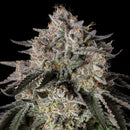 SILENT SEEDS - EXOTIQUES - CHERRY ESSENCE -10 SEEDS
