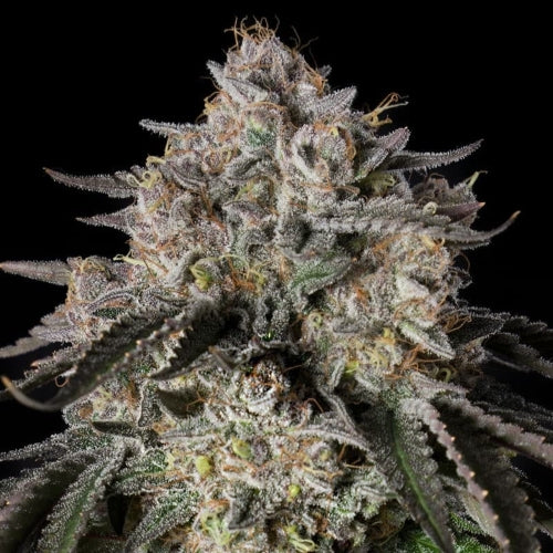 SILENT SEEDS - EXOTIQUES - CHERRY ESSENCE -10 SEEDS