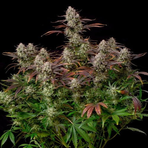 SILENT SEEDS - ALIEN GAS XXL AUTO - 3 SEEDS