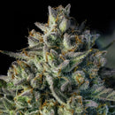 SILENT SEEDS - MAC DAWG XXL AUTO - 5 SEEDS