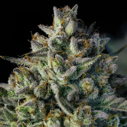 SILENT SEEDS - MAC DAWG XXL AUTO - 5 SEEDS