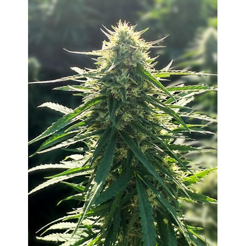 MEDICAL SEEDS - BIORELIEF CBD 10 SEEDS