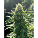 MEDICAL SEEDS - BIORELIEF CBD 5 SEEDS