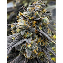 MEDICAL SEEDS - MEDICAL DONUTS 10 SEEDS