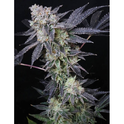 MEDICAL SEEDS - MINTZKITTLEZ 10 SEEDS