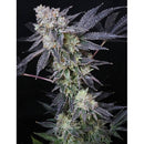 MEDICAL SEEDS - MINTZKITTLEZ 5 SEEDS