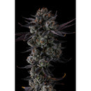 COMPOUND GENETICS - ANY DAY FEM - 7 SEEDS