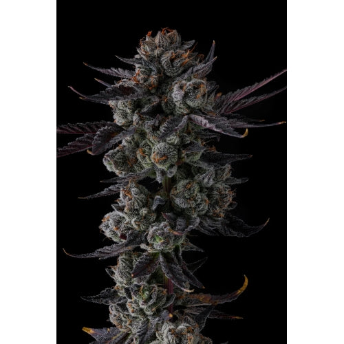 COMPOUND GENETICS - ANY DAY FEM - 7 SEEDS