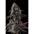 COMPOUND GENETICS - FRUIT RIOT FEM - 7 SEEDS