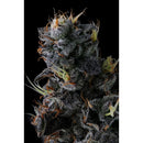 COMPOUND GENETICS - GIGGIN' GRAPES FEM - 7 SEEDS