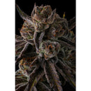 COMPOUND GENETICS - PURPLE PRESERVES FEM - 7 SEEDS