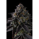 COMPOUND GENETICS - STATUS SYMBOL FEM - 7 SEEDS