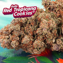 DUTCH PASSION - RED TROPICANA COOKIES AUTO - 3 SEEDS