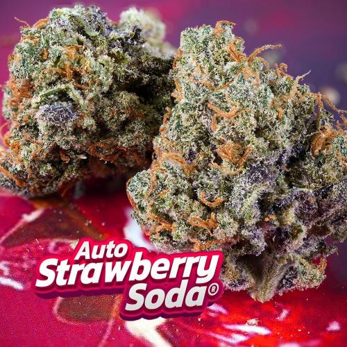 DUTCH PASSION - STRAWBERRY SODA AUTO - 7 SEEDS
