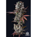 COMPOUND GENETICS - HAWAIIAN SUNKIST FEM - 7 SEEDS