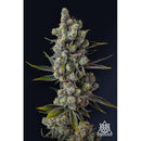 COMPOUND GENETICS - CELLAR STASH FEM - 7 SEEDS