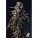 COMPOUND GENETICS - DULCE DREAMS FEM - 7 SEEDS