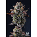 COMPOUND GENETICS - GRAPAYA FEM - 7 SEEDS