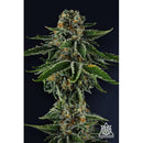 COMPOUND GENETICS -  MR JONES FEM - 7 SEEDS