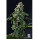 COMPOUND GENETICS -  PRESIDENTIAL PARDON FEM - 7 SEEDS
