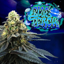 PERFECT TREE SEEDS - BLUE PEACH FEM - 6 SEEDS + 3 LH2P FREEBIE