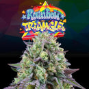 PERFECT TREE SEEDS - RAINBOW TRIANGLE FEM - 6 SEEDS + 3 LH2P FREEBIE