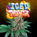 PERFECT TREE SEEDS - ICED PEACH FEM - 6 SEEDS + 3 LH2P FREEBIE