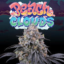 PERFECT TREE SEEDS - PEACH CLOUDS FEM - 6 SEEDS + 3 LH2P FREEBIE