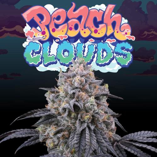 PERFECT TREE SEEDS - PEACH CLOUDS FEM - 6 SEEDS + 3 LH2P FREEBIE