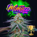 PERFECT TREE SEEDS - MIMOZZ FEM - 6 SEEDS + 3 LH2P FREEBIE