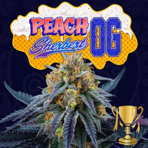 PERFECT TREE SEEDS - PEACH SHERBERT OG FEM - 6 SEEDS + 3 LH2P FREEBIE