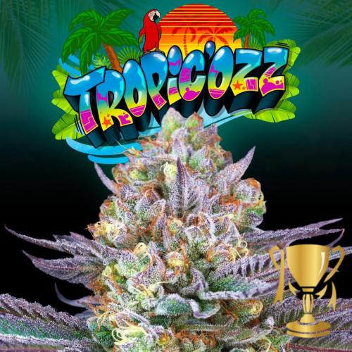 PERFECT TREE SEEDS - TROPIC'OZZ FEM - 6 SEEDS + 3 LH2P FREEBIE