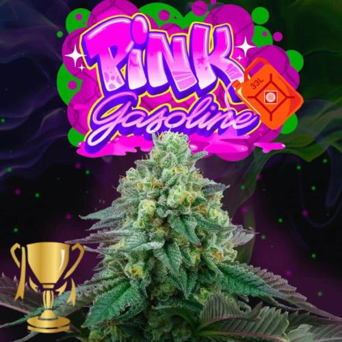 PERFECT TREE SEEDS - PINK GASOLINE FEM - 6 SEEDS + 3 LH2P FREEBIE