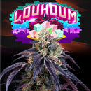 PERFECT TREE SEEDS - LOUKOUM FEM - 6 SEEDS + 3 LH2P FREEBIE